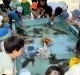 御影のどか保育園タッチプール