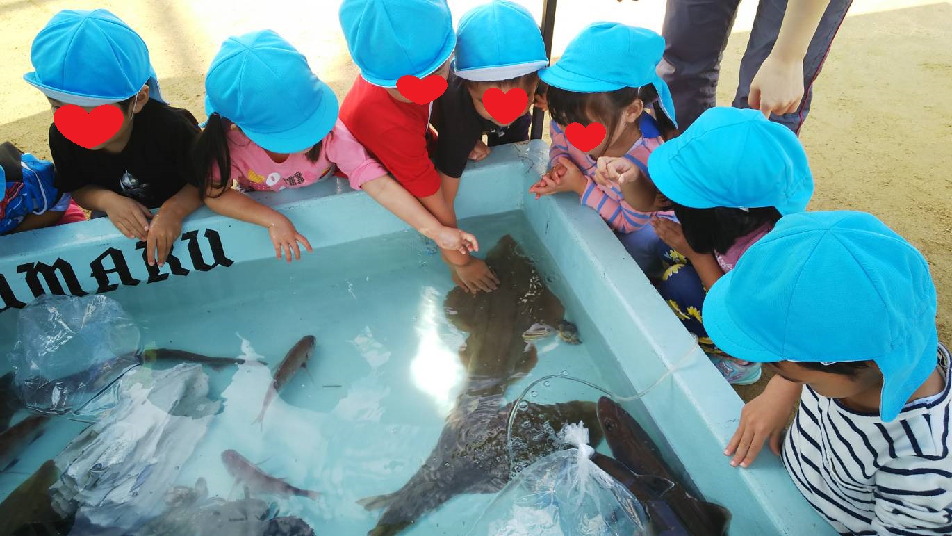 航海日誌 尼崎市いるか保育園お魚タッチプール開催 海賊船daiyumaru大雄丸 神戸須磨 航海日誌 尼崎市いるか保育園お魚タッチプール開催 海賊船daiyumaru大雄丸 神戸須磨